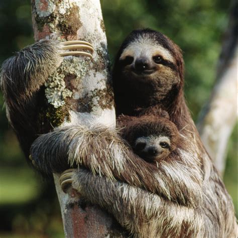 sloth pictures.